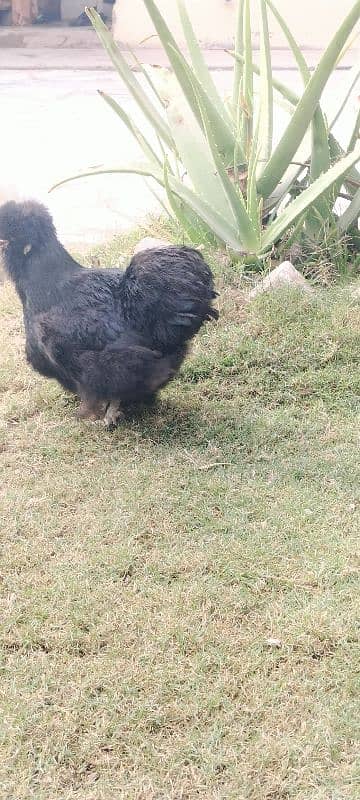 03 Silkie Hens, Healthy. 2 black, 1 white 2