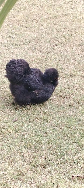 03 Silkie Hens, Healthy. 2 black, 1 white 3