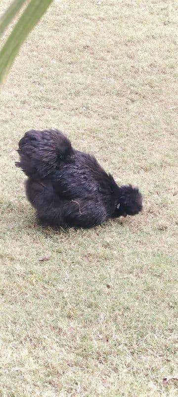 03 Silkie Hens, Healthy. 2 black, 1 white 4