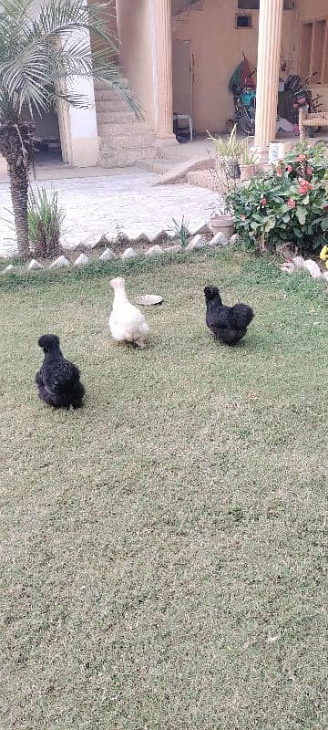 03 Silkie Hens, Healthy. 2 black, 1 white 5