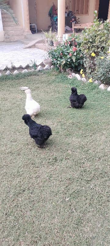 03 Silkie Hens, Healthy. 2 black, 1 white 6