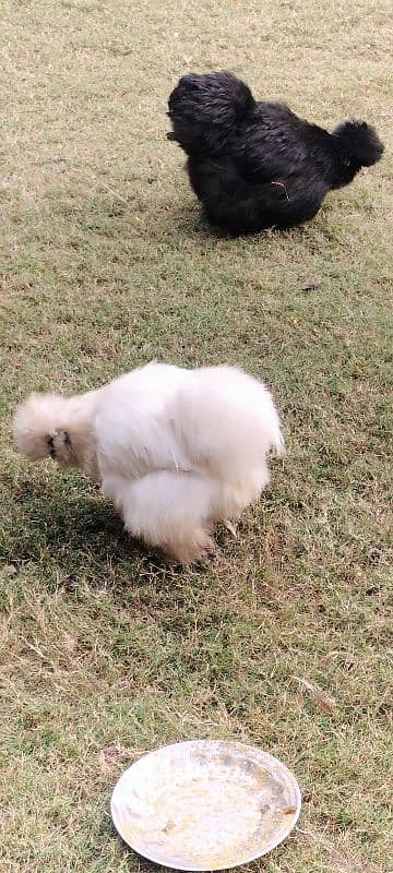 03 Silkie Hens, Healthy. 2 black, 1 white 7