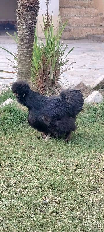 03 Silkie Hens, Healthy. 2 black, 1 white 8