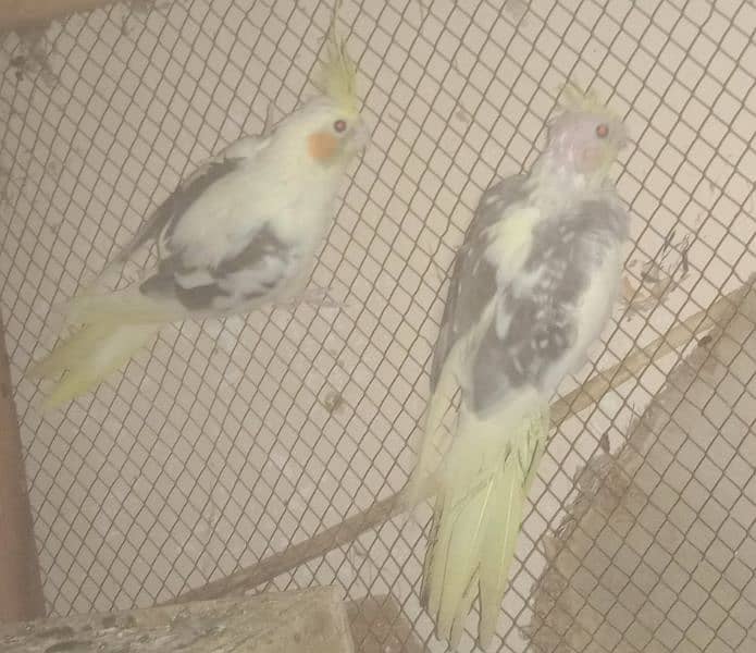 Cocktail Parrot breeder avalabile ha guarantee ke sath 1