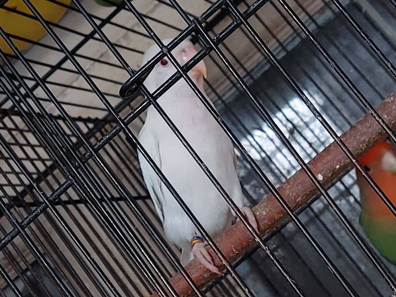 Red Eyed Albino Lovebirds + Cage 0