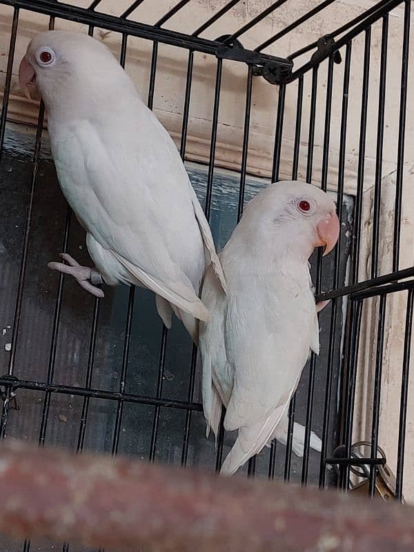 Red Eyed Albino Lovebirds + Cage 1