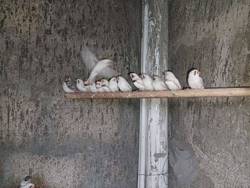 common white finches 1