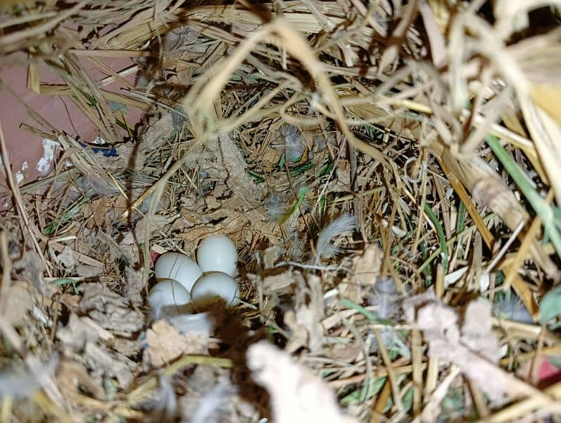 common white finches 5