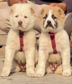 King alabai dabal hadi full havey bone stature for sale pair