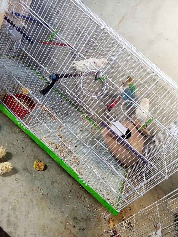 Urgent Lovebirds Setup with cage for sale | check description . 1