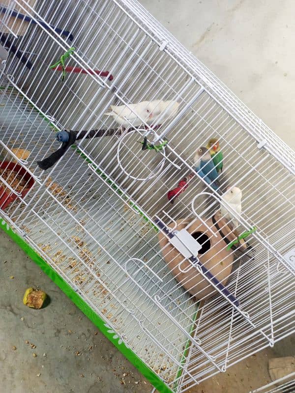 Urgent Lovebirds Setup with cage for sale | check description . 2