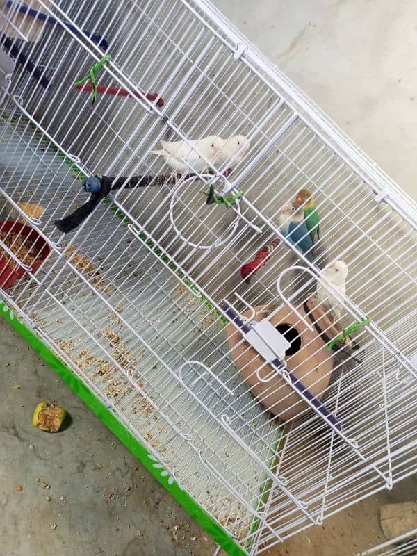 Urgent Lovebirds Setup with cage for sale | check description . 3