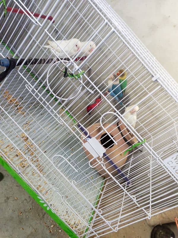 Urgent Lovebirds Setup with cage for sale | check description . 4