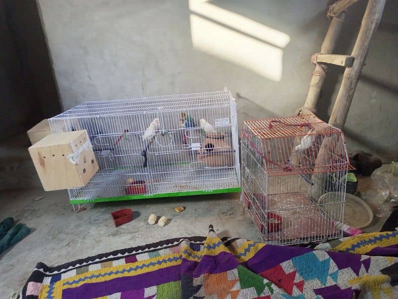 Urgent Lovebirds Setup with cage for sale | check description . 5