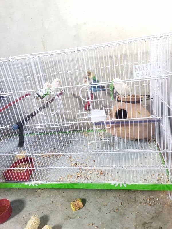 Urgent Lovebirds Setup with cage for sale | check description . 6