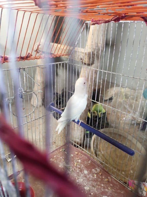 Urgent Lovebirds Setup with cage for sale | check description . 7