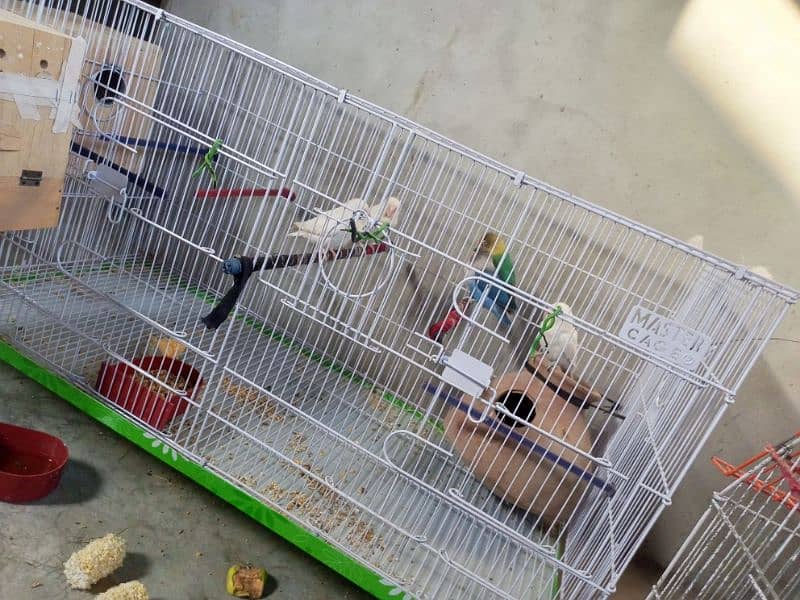 Urgent Lovebirds Setup with cage for sale | check description . 8