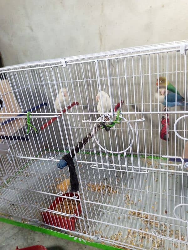 Urgent Lovebirds Setup with cage for sale | check description . 9