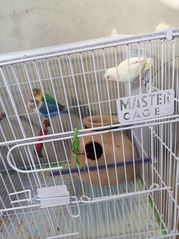 Urgent Lovebirds Setup with cage for sale | check description . 11