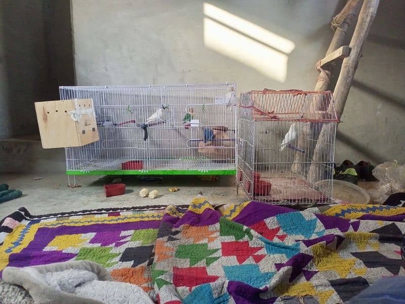 Urgent Lovebirds Setup with cage for sale | check description . 12