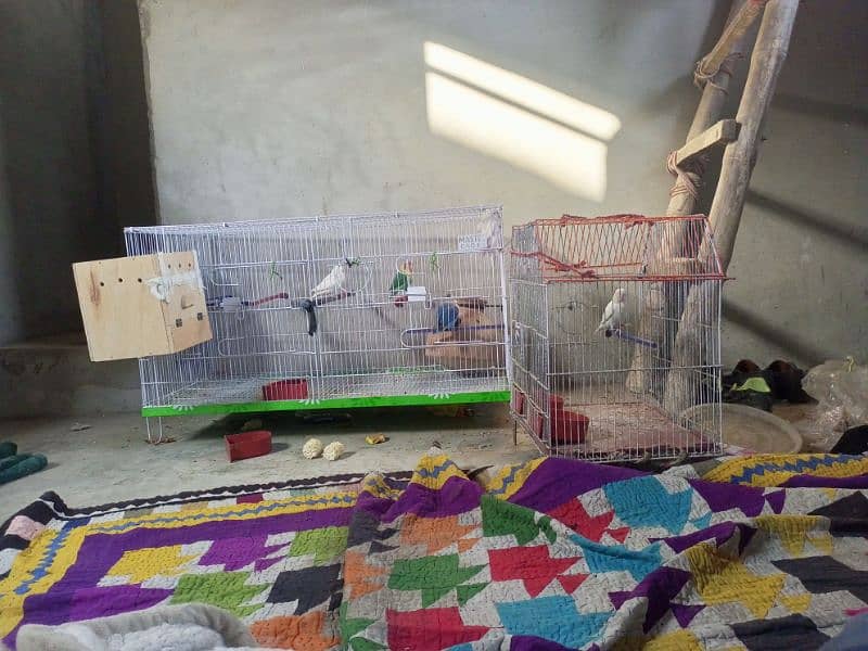 Urgent Lovebirds Setup with cage for sale | check description . 13