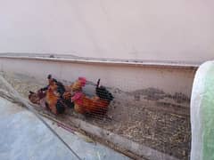 Misri hen setup  reasonable prices