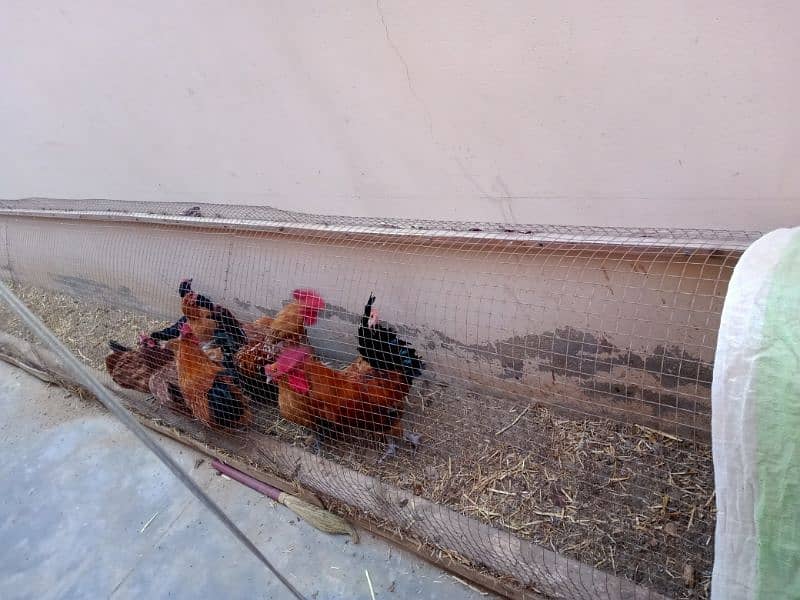 Misri hen setup  reasonable prices 0