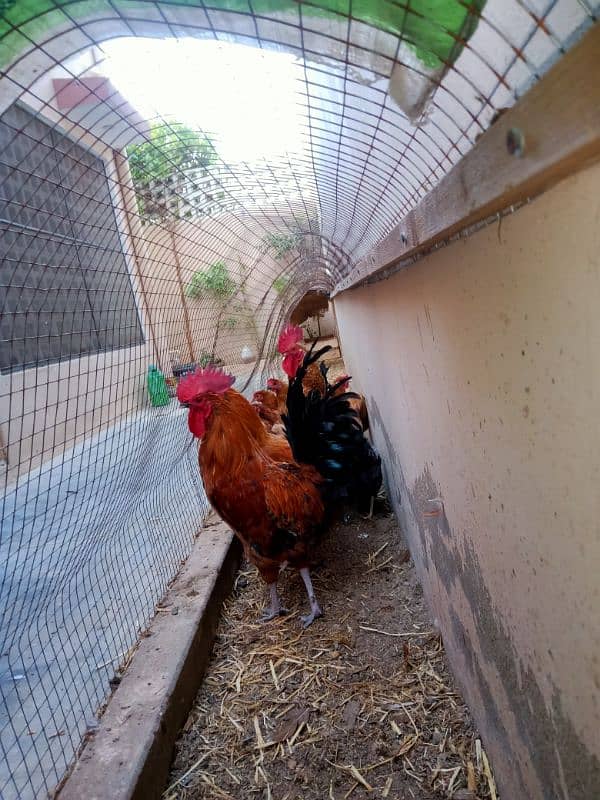 Misri hen setup  reasonable prices 1