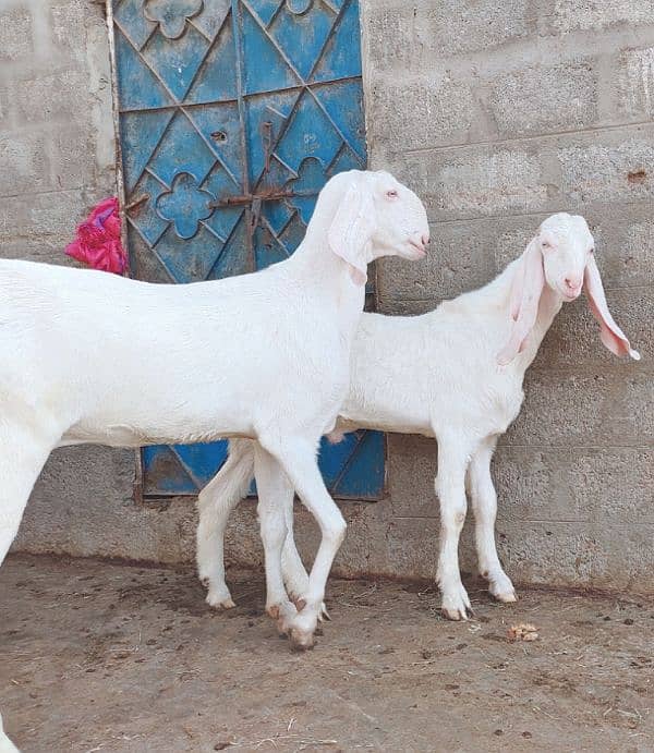 pure Rajan Puri Male Female pair 2