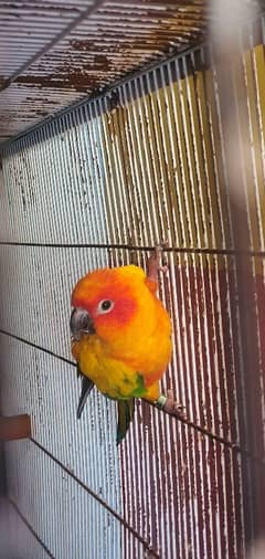 Sun Conure Male