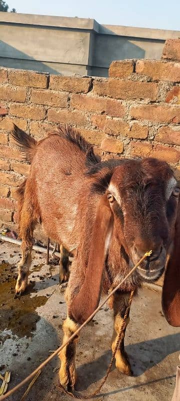 Bakra 1 year Age 0