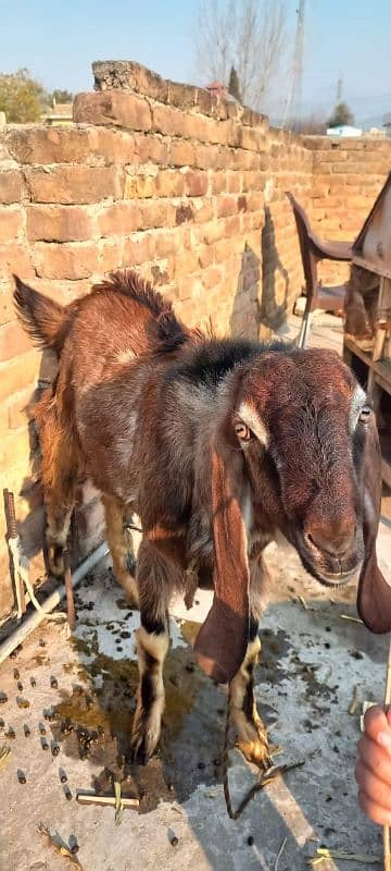 Bakra 1 year Age 1