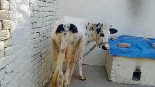 Holstein Friesian/ Cow / Gay/ Gaee / گائے / فروخت کے لیے گائے