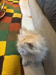 2.5 months Triple Coated Persian Kitten for Sale