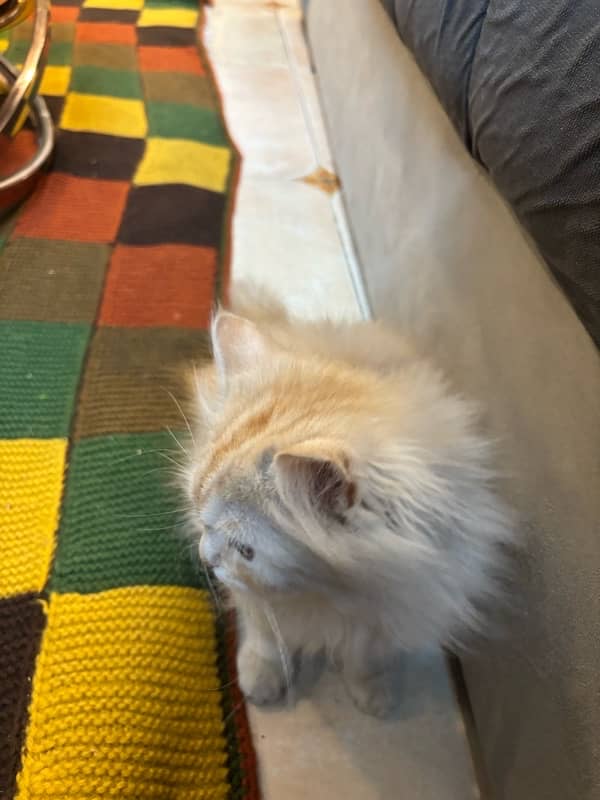 2.5 months Triple Coated Persian Kitten for Sale 0