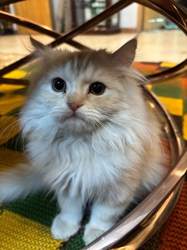 2.5 months Triple Coated Persian Kitten for Sale 1