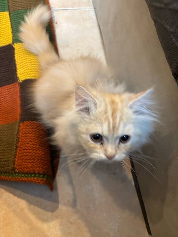 2.5 months Triple Coated Persian Kitten for Sale 2