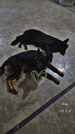 Long Coat German Shepherd Female available for sell