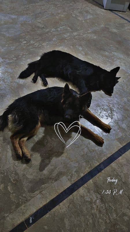 Long Coat German Shepherd Female available for sell 0