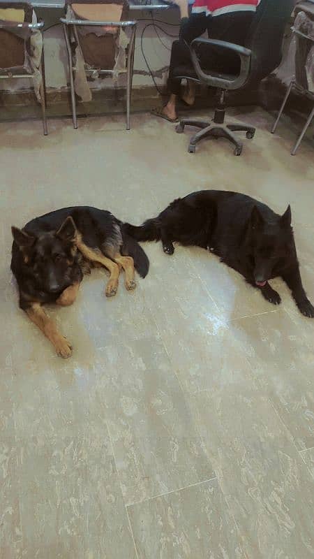 Long Coat German Shepherd Female available for sell 1