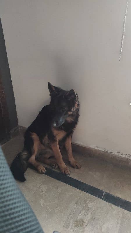 Long Coat German Shepherd Female available for sell 2