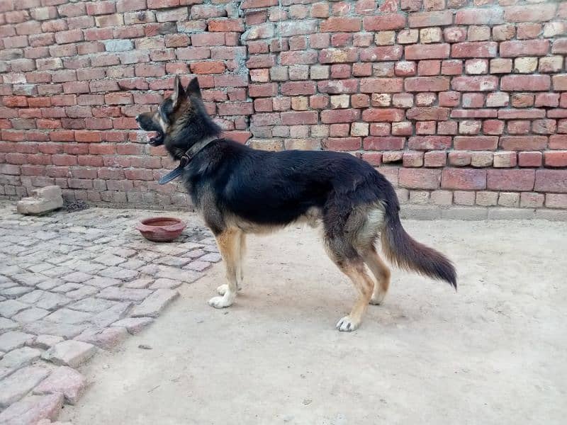 German Shepherd 1