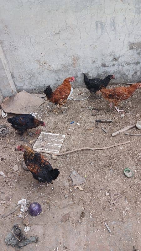 Beautiful desi hens pair 4 female 1 male and 5 chicks age is 5 months 1