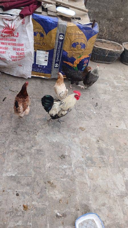 Beautiful desi hens pair 4 female 1 male and 5 chicks age is 5 months 2