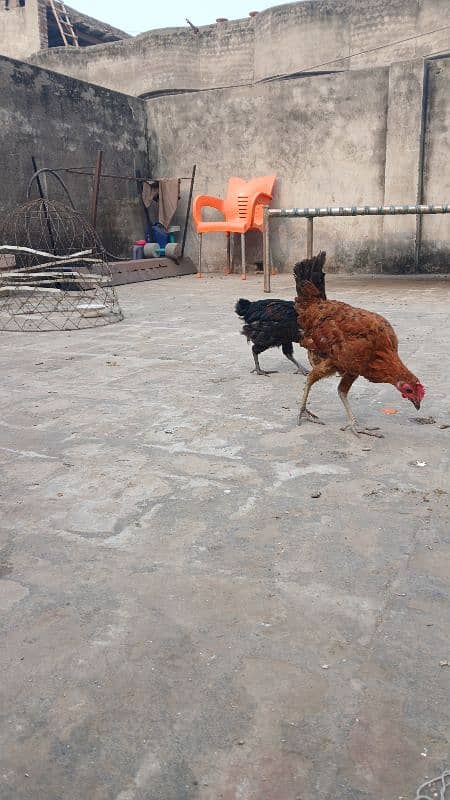 Beautiful desi hens pair 4 female 1 male and 5 chicks age is 5 months 3