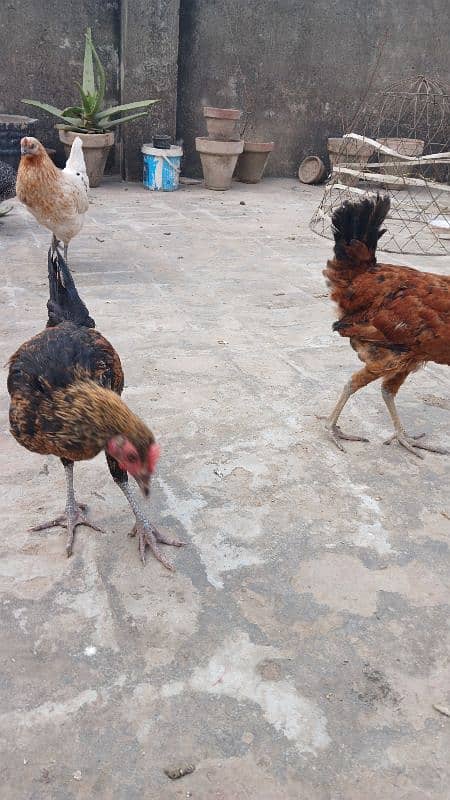 Beautiful desi hens pair 4 female 1 male and 5 chicks age is 5 months 4