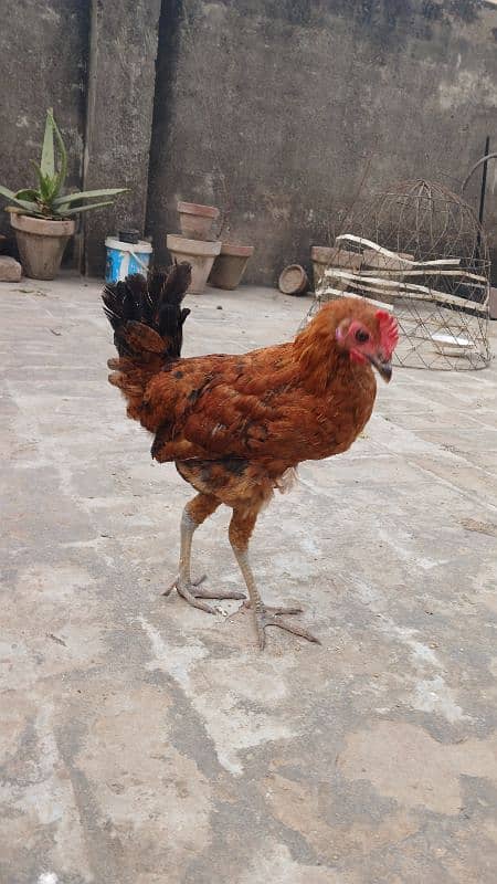 Beautiful desi hens pair 4 female 1 male and 5 chicks age is 5 months 5