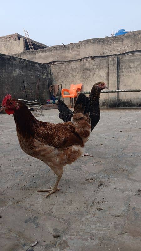 Beautiful desi hens pair 4 female 1 male and 5 chicks age is 5 months 6