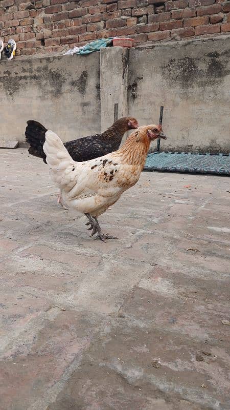 Beautiful desi hens pair 4 female 1 male and 5 chicks age is 5 months 7