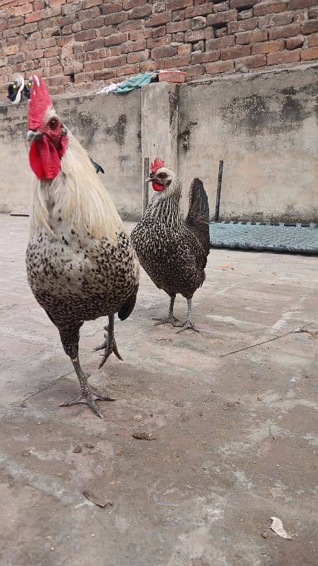 Beautiful desi hens pair 4 female 1 male and 5 chicks age is 5 months 8